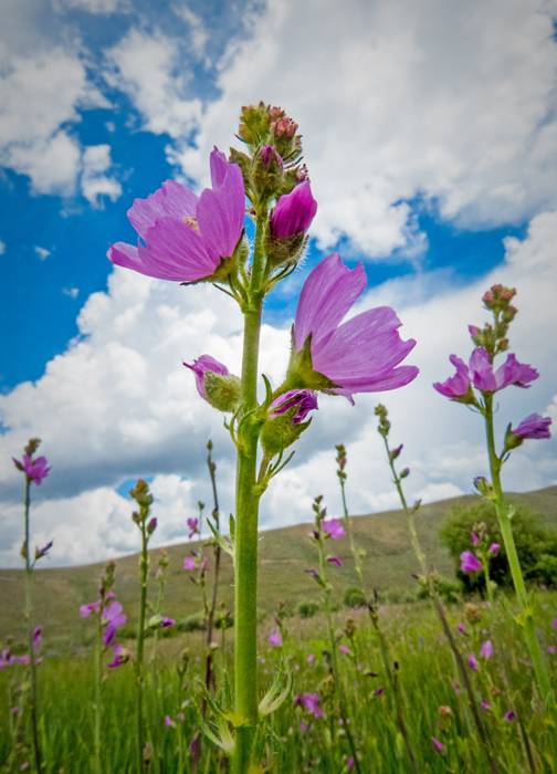 Checker Mallow 1.jpg